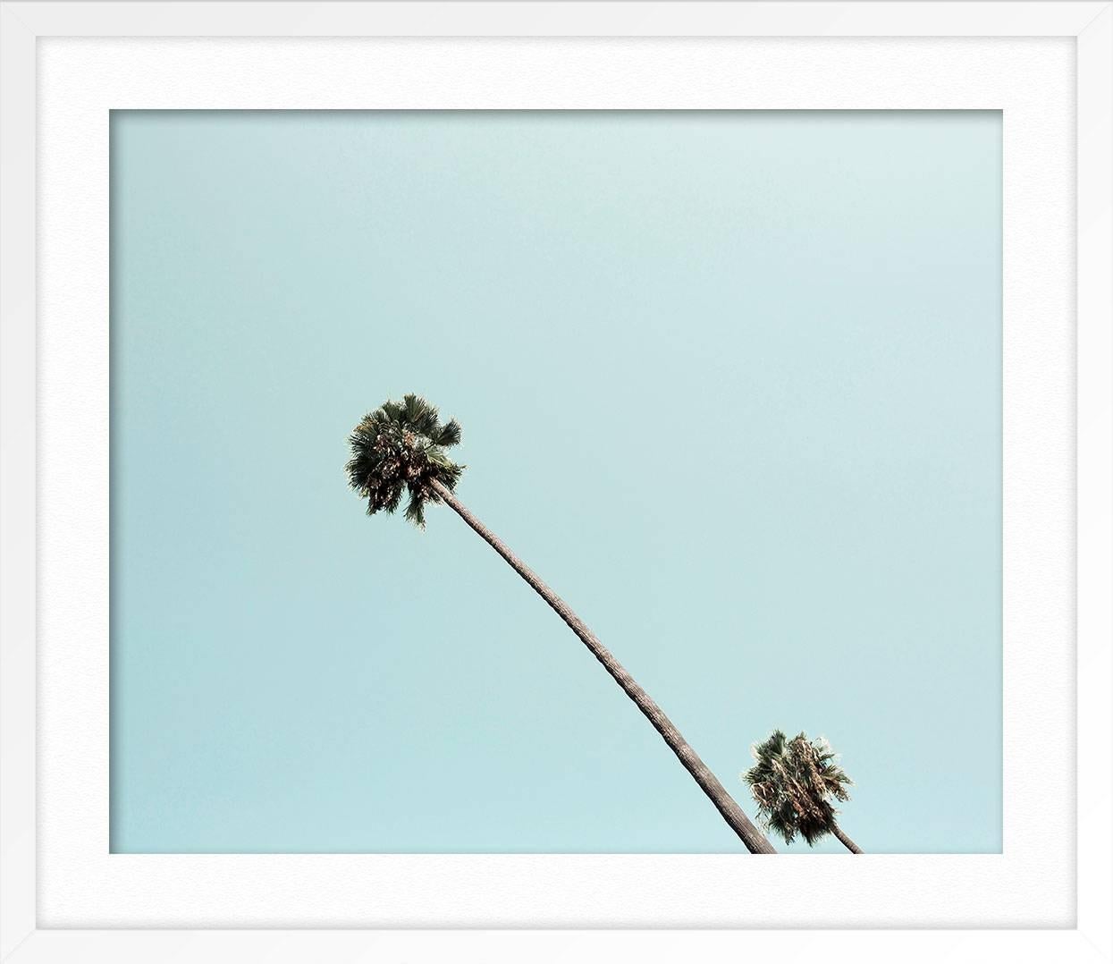 Beverly Hills Palm - Blue Landscape Photograph by Ludwig Favre