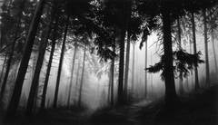 Untitled (Fairmount Forest)