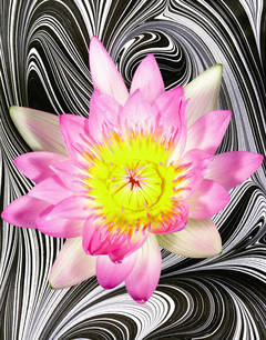 Pucci's Lavender Water Lily