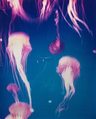 Jelly Fish II