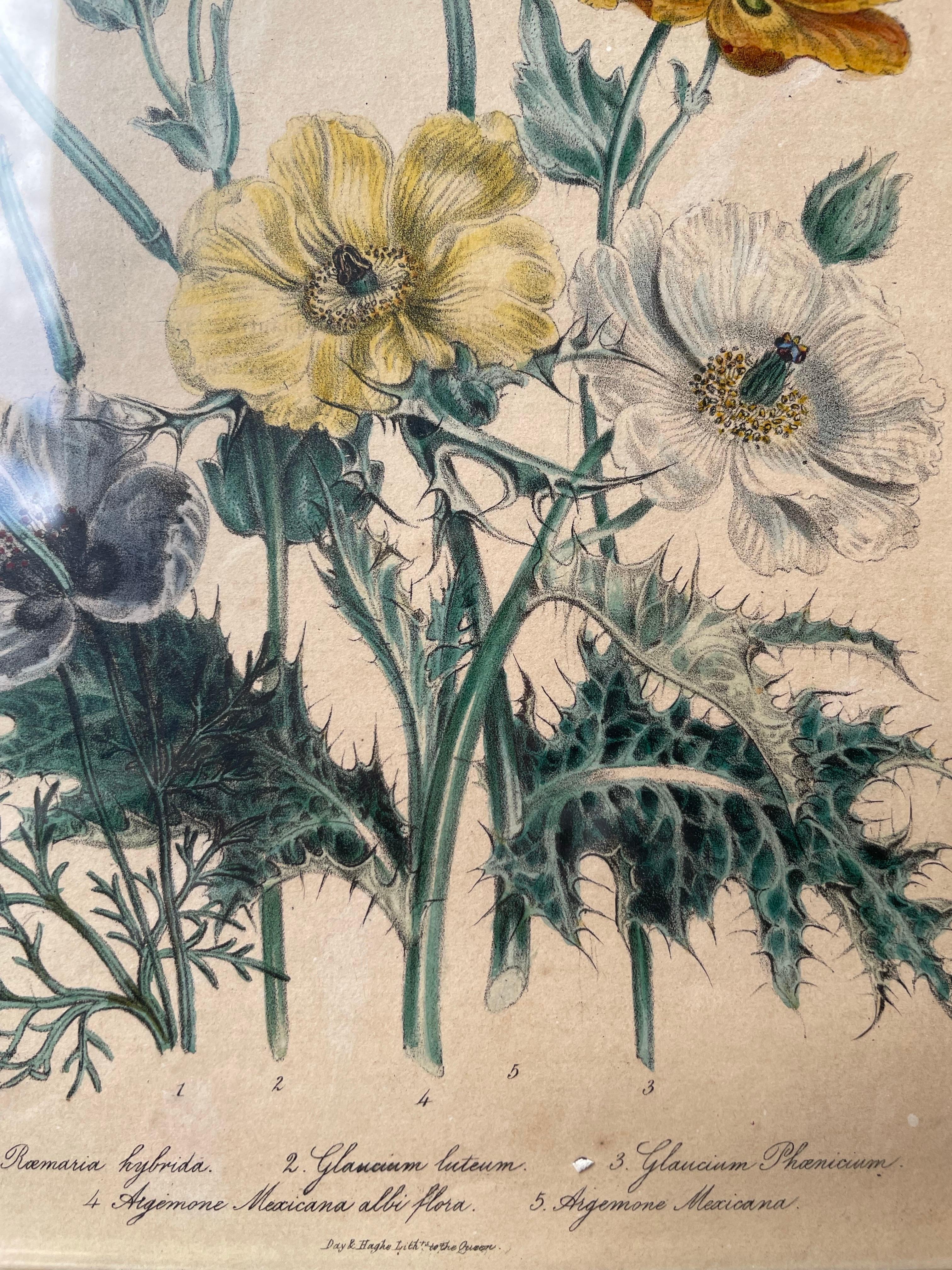 Artistics: Lady Jane Webb Loudon
9,5 x 8 pollici. pagina.
Cornice di 12 x 14 pollici.

Una lastra litografica a colori tratta da The Ladies' Flower-Garden of British Wildflowers. Dalla signora Loudon. Editore: William A. Smith, Londra.

Un'antica
