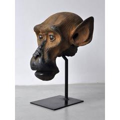 Study of Macaque II 11