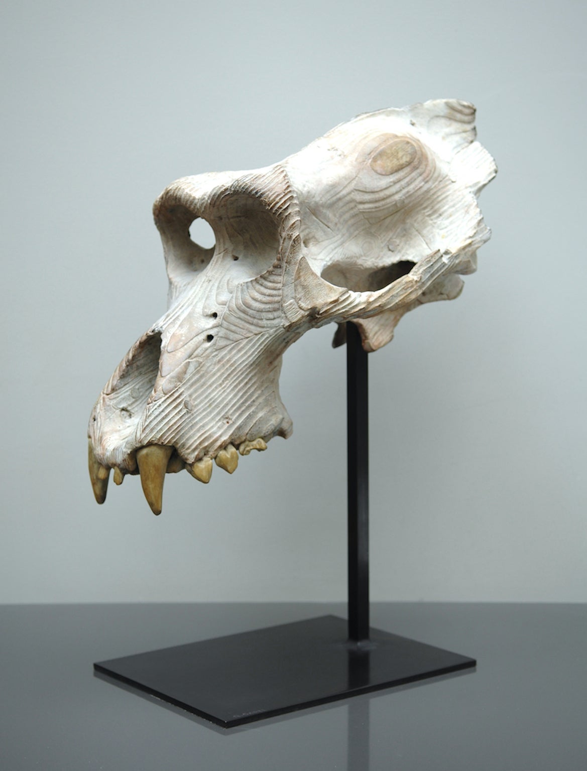 Quentin Garel Figurative Sculpture - Skull of gorilla