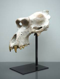 Skull of gorilla