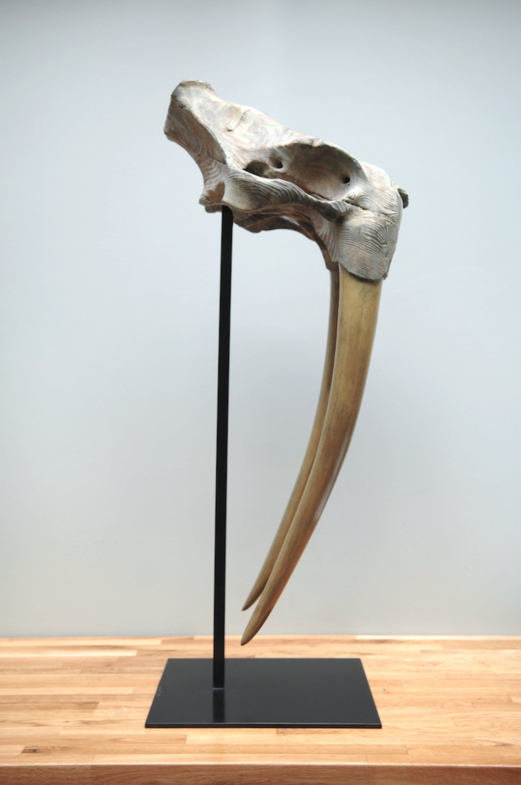 Quentin Garel - Skull of walrus, Bronze Sculpture For Sale at 1stdibs