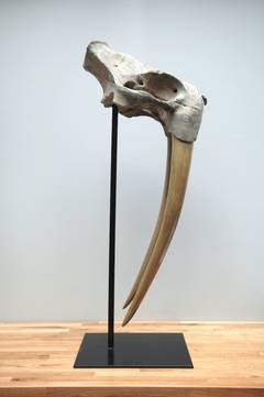 Skull of walrus - bronze