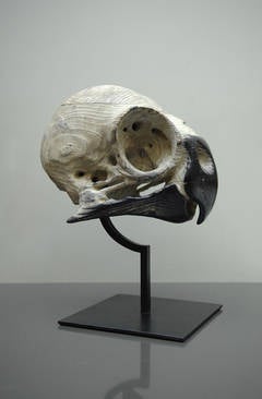 Skull of Parakeet
