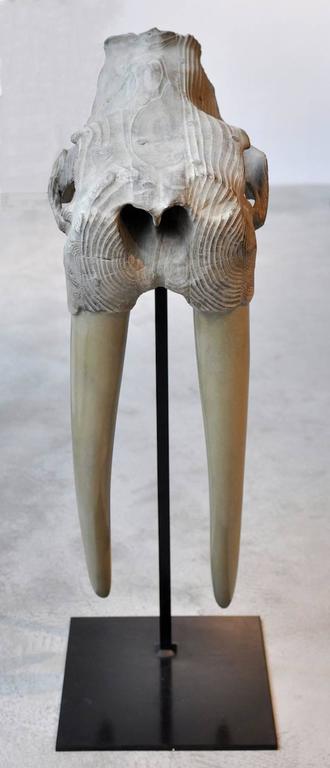 Quentin Garel - Skull of walrus, Bronze Sculpture For Sale at 1stdibs