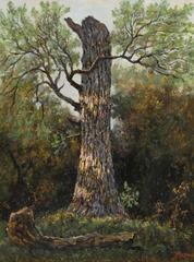 Broken Oak, Fort Worth, Texas 10