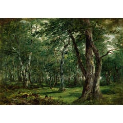 Woodland Interior with Stream 6