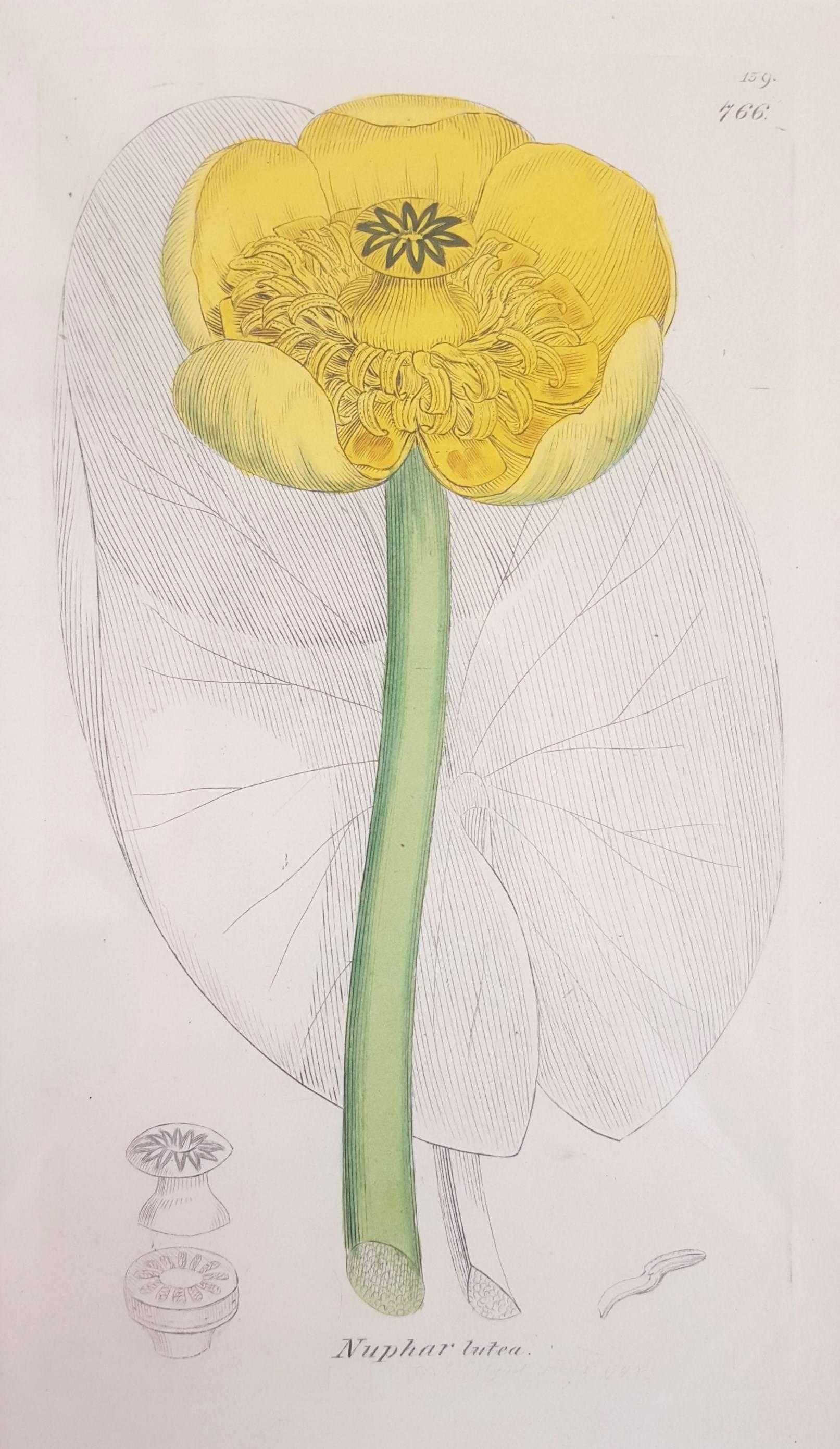 James Sowerby Print - Yellow Water Lily