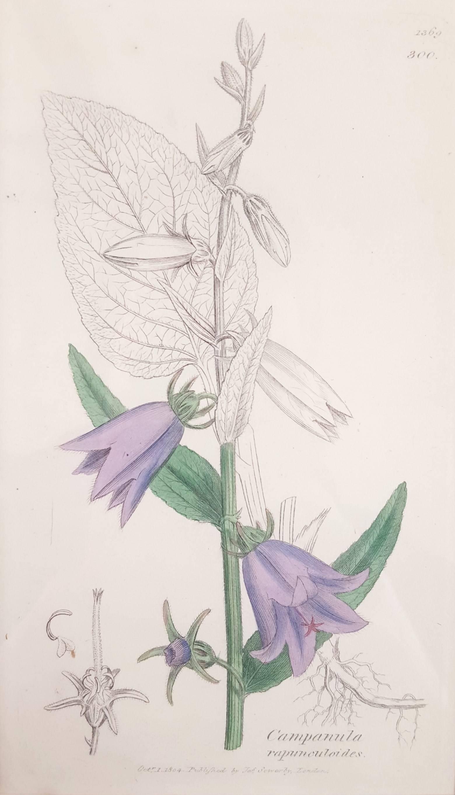 James Sowerby Print - Purple Bellflower