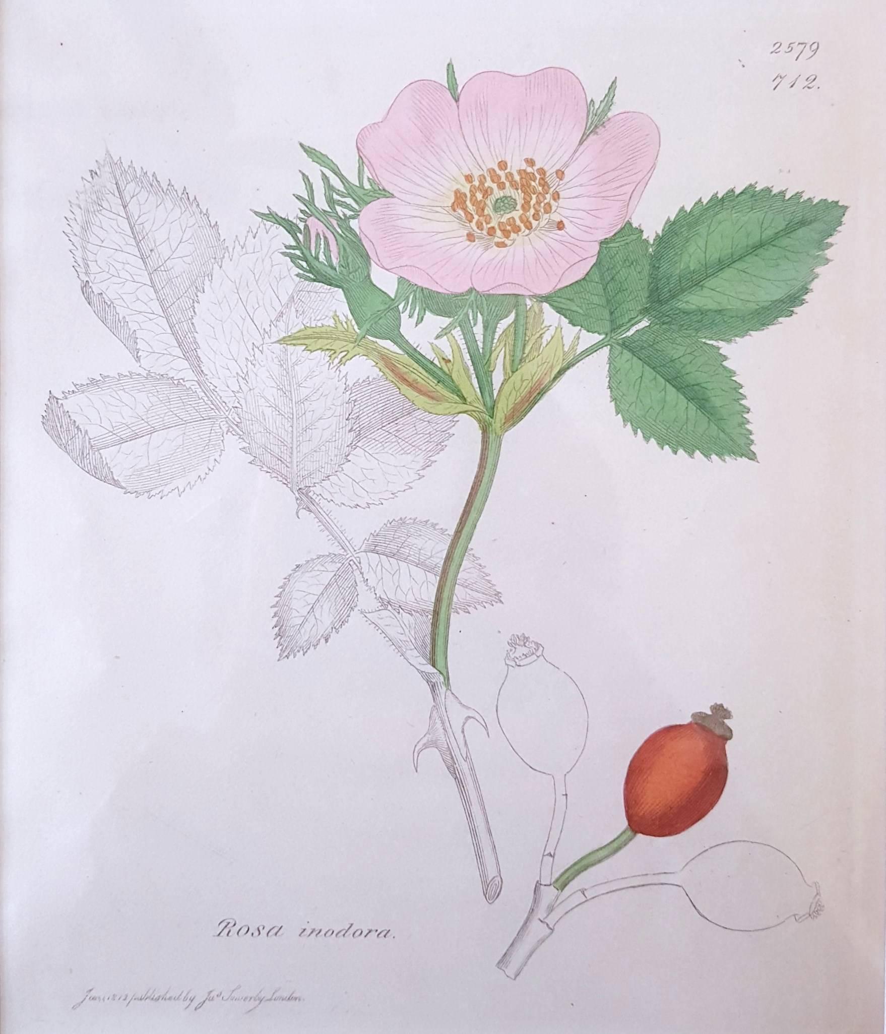 James Sowerby Still-Life Print - Wild Rose