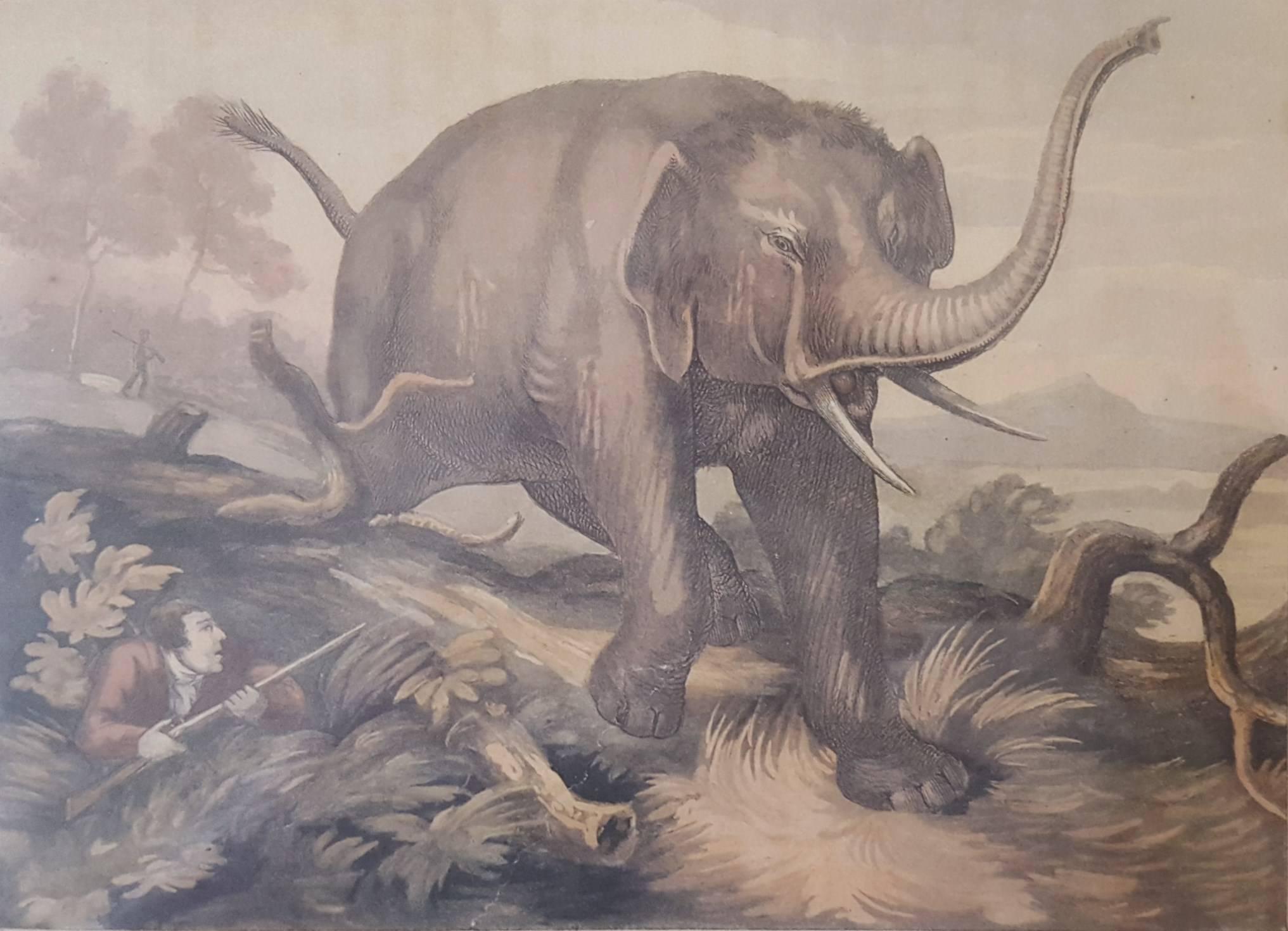 Samuel Howitt Animal Print - Hunted Elephant