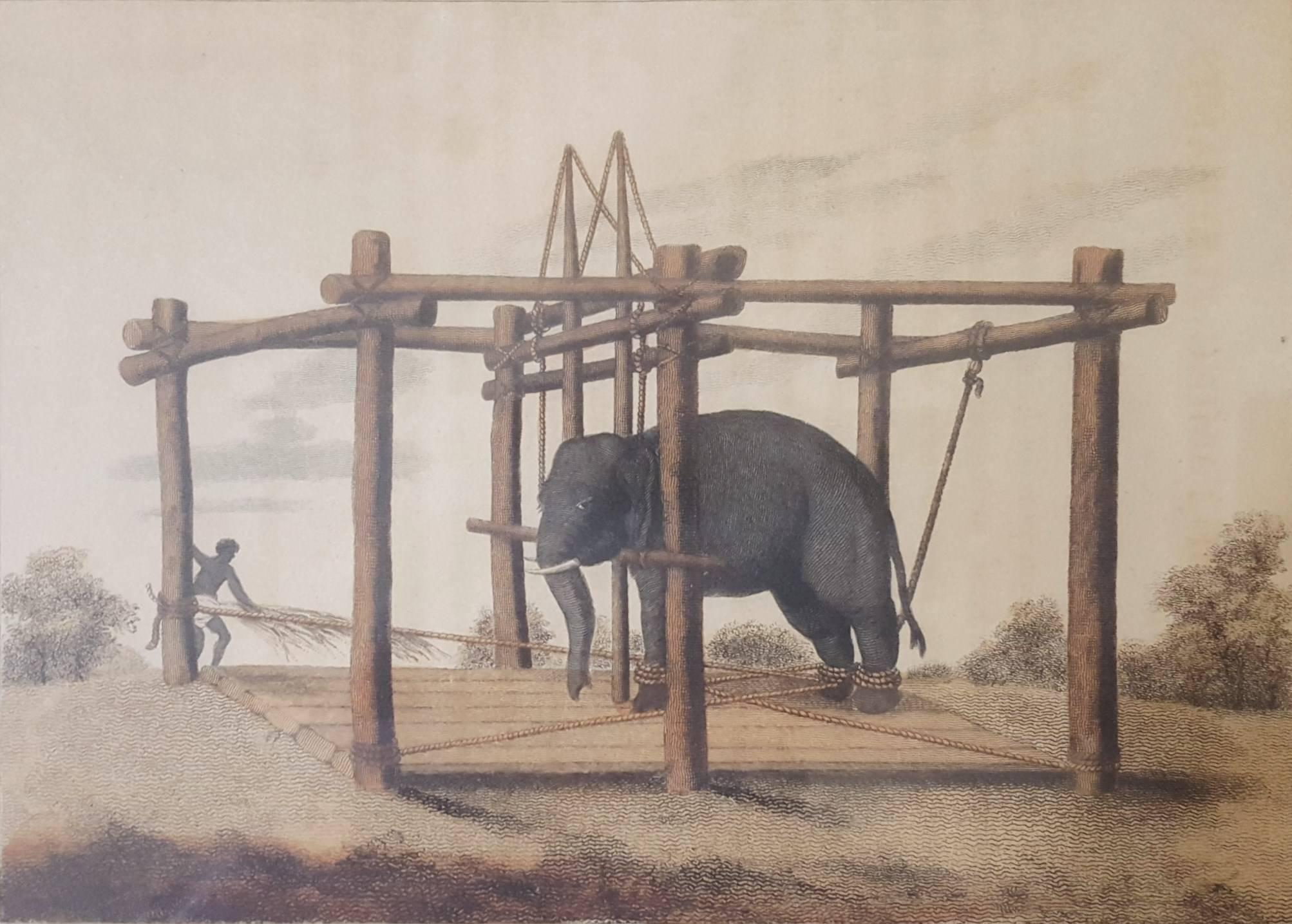 Samuel Howitt Animal Print - Hindoo Method of Taming Elephants