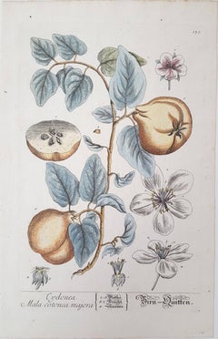 Cydonea Mala cotonea majora (Quinces - Pears)