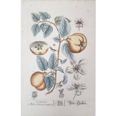 Quinces (Pears) 12