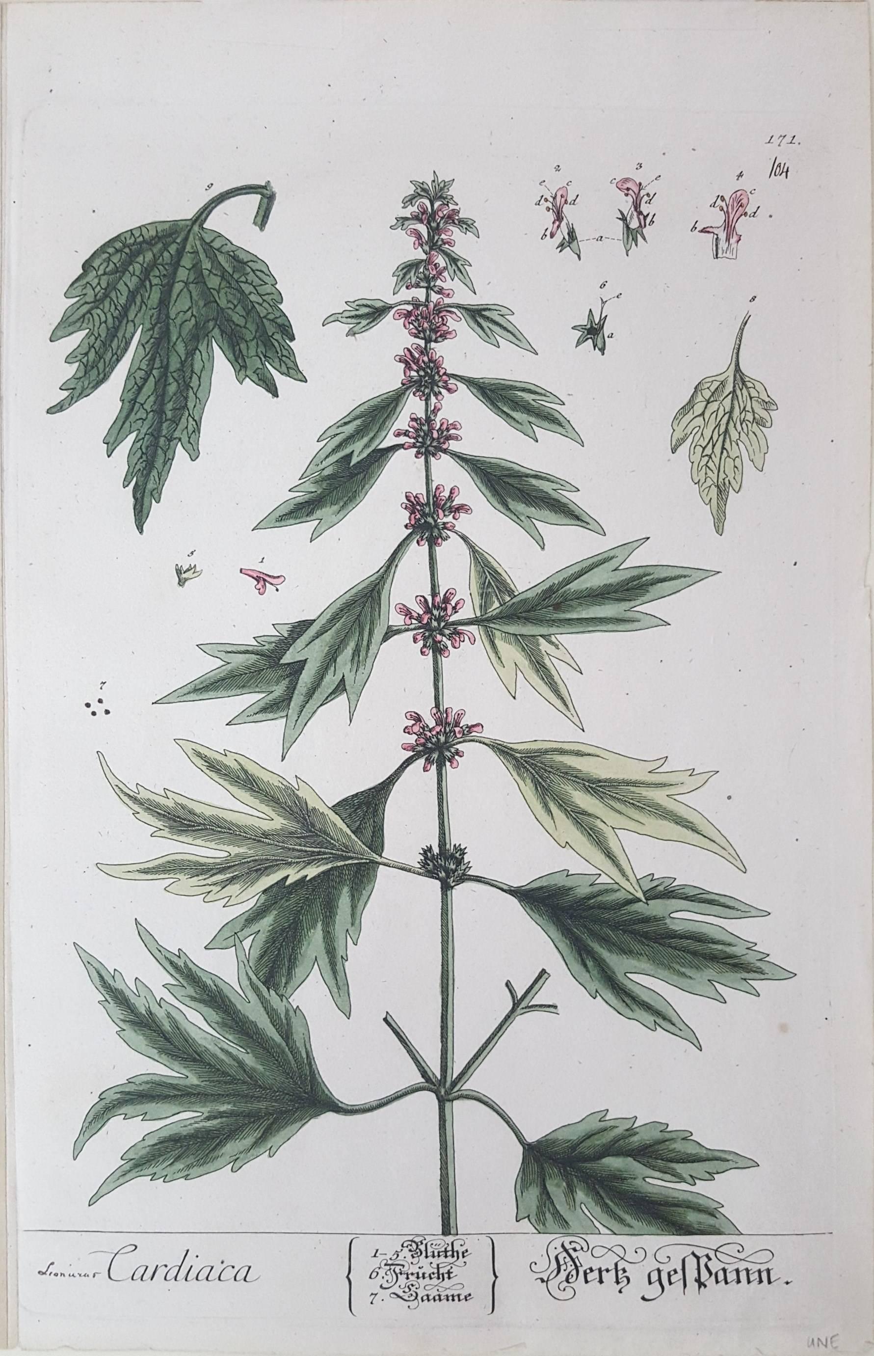 Still-Life Print Elizabeth Blackwell - Cardiaca (Motherwart) /// Artiste botanique féminine imprimée de fleurs anciennes