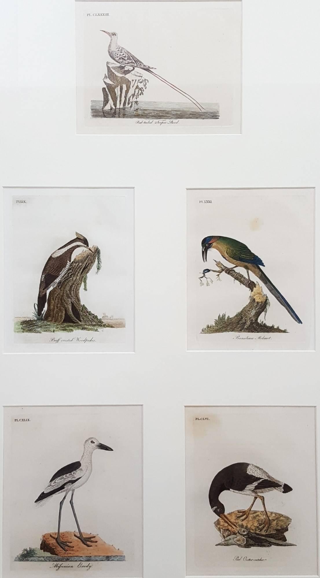 John Latham Animal Print - General History of Birds
