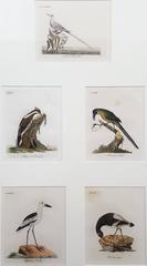 Antique General History of Birds