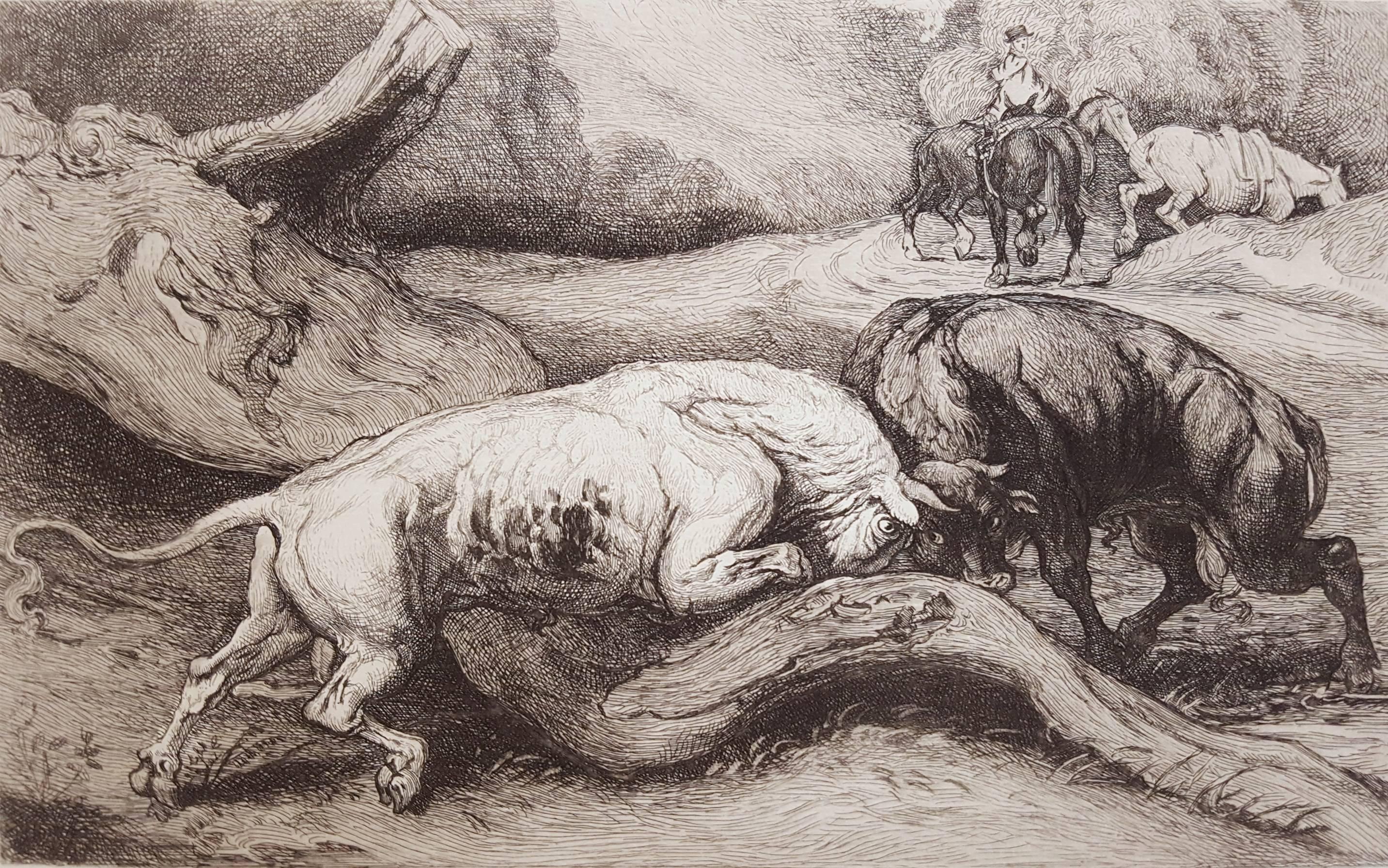 James Ward Animal Print - Bulls Fighting /// Antique Victorian Animal Landscape Etching Landscape Horse