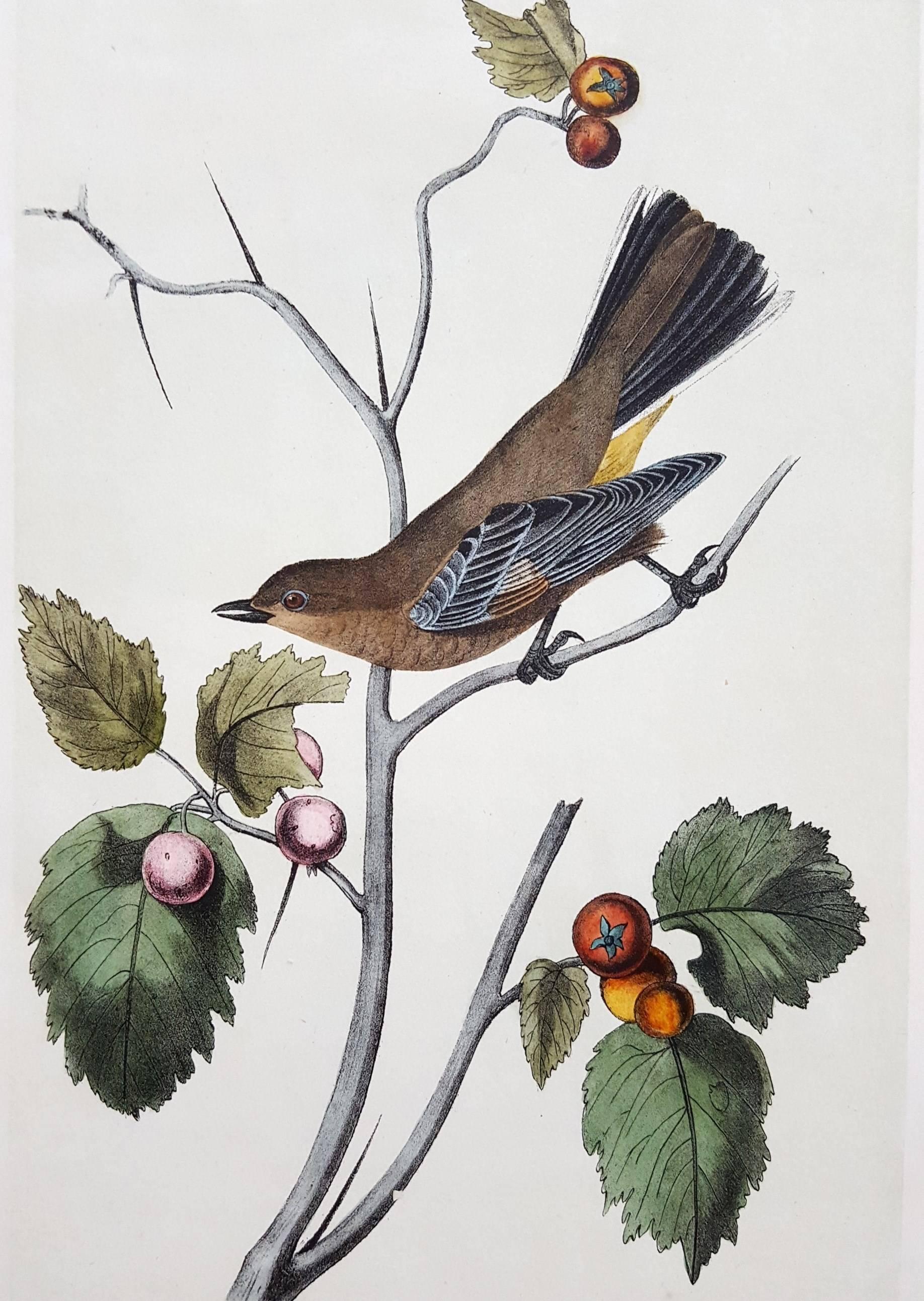 John James Audubon Animal Print - Townsend's Ptilogonys (Female)