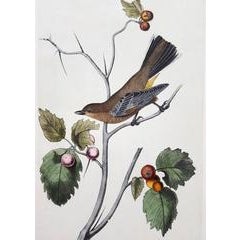 Townsend's Ptilogonys (Female) 1