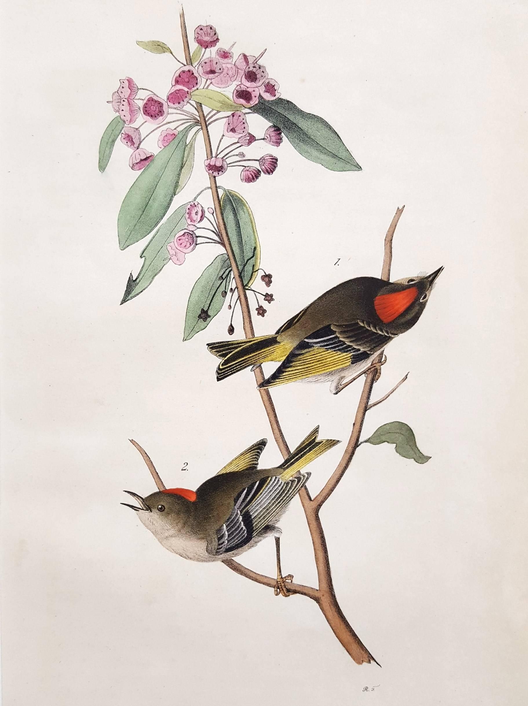 John James Audubon Animal Print - Ruby-Crowned Kinglet