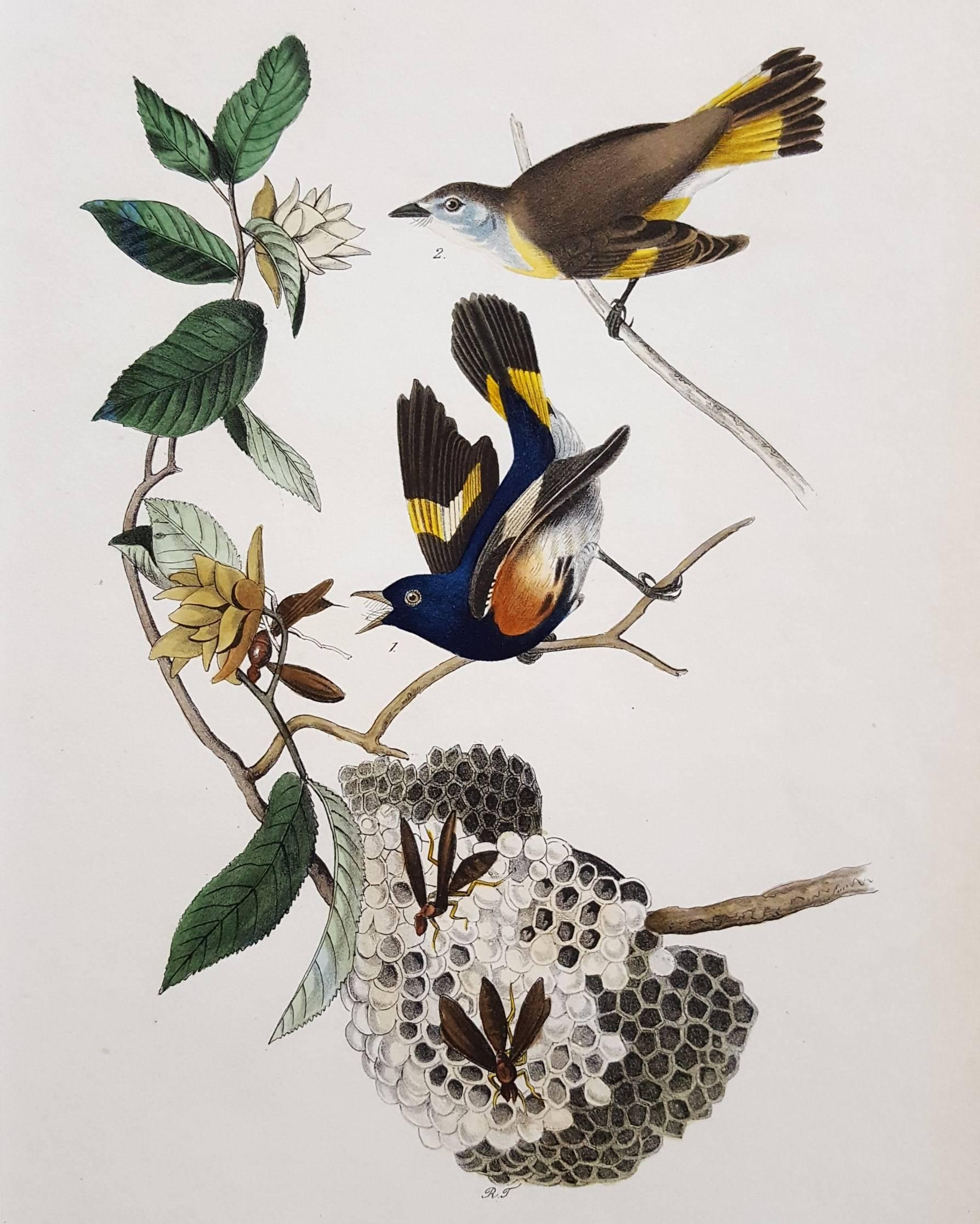 John James Audubon Animal Print - American Redstart, Virginia Hornbeam or Iron-Wood Tree