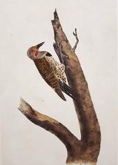 Missouri Red-Moustached Woodpecker