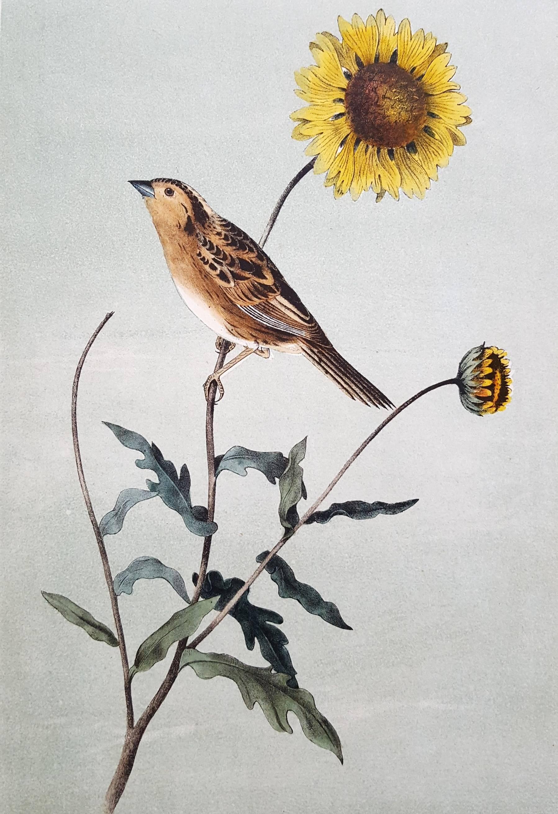 John James Audubon Animal Print - Le Contis Sharp-Tailed Bunting