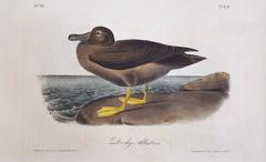 Dusky Albatross