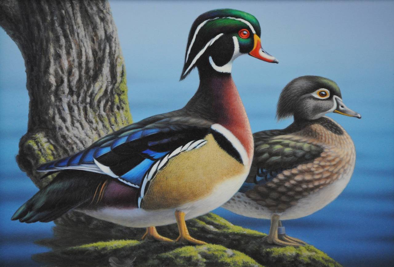 Ron Louque Animal Painting - Wood Ducks /// Contemporary Wildlife Animal Bird Ornithology Painting Waterscape