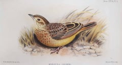 Mirafra Degeni (Degodi Lark)