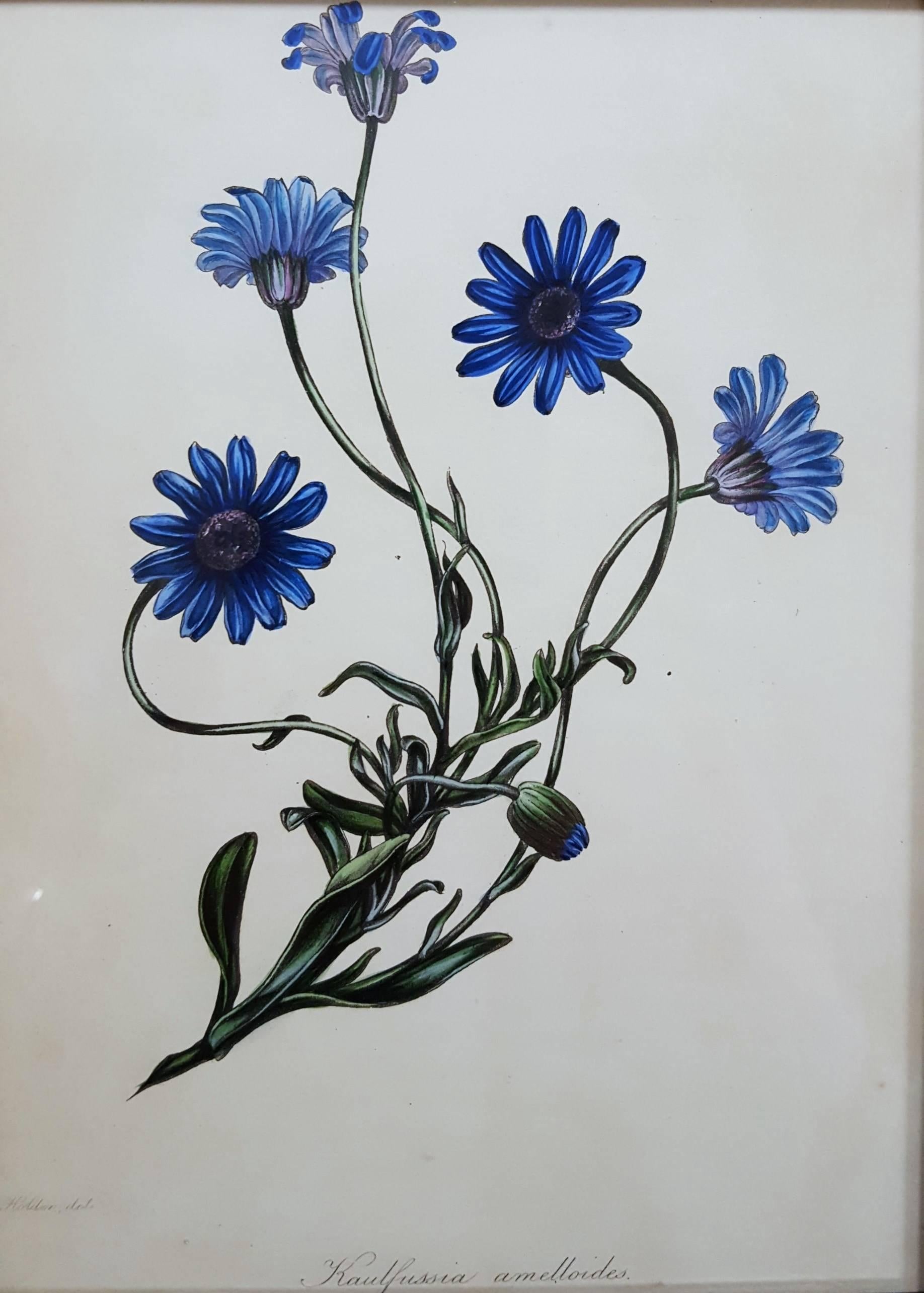 Joseph Paxton Still-Life Print - Amelloides (Blue Daisy)