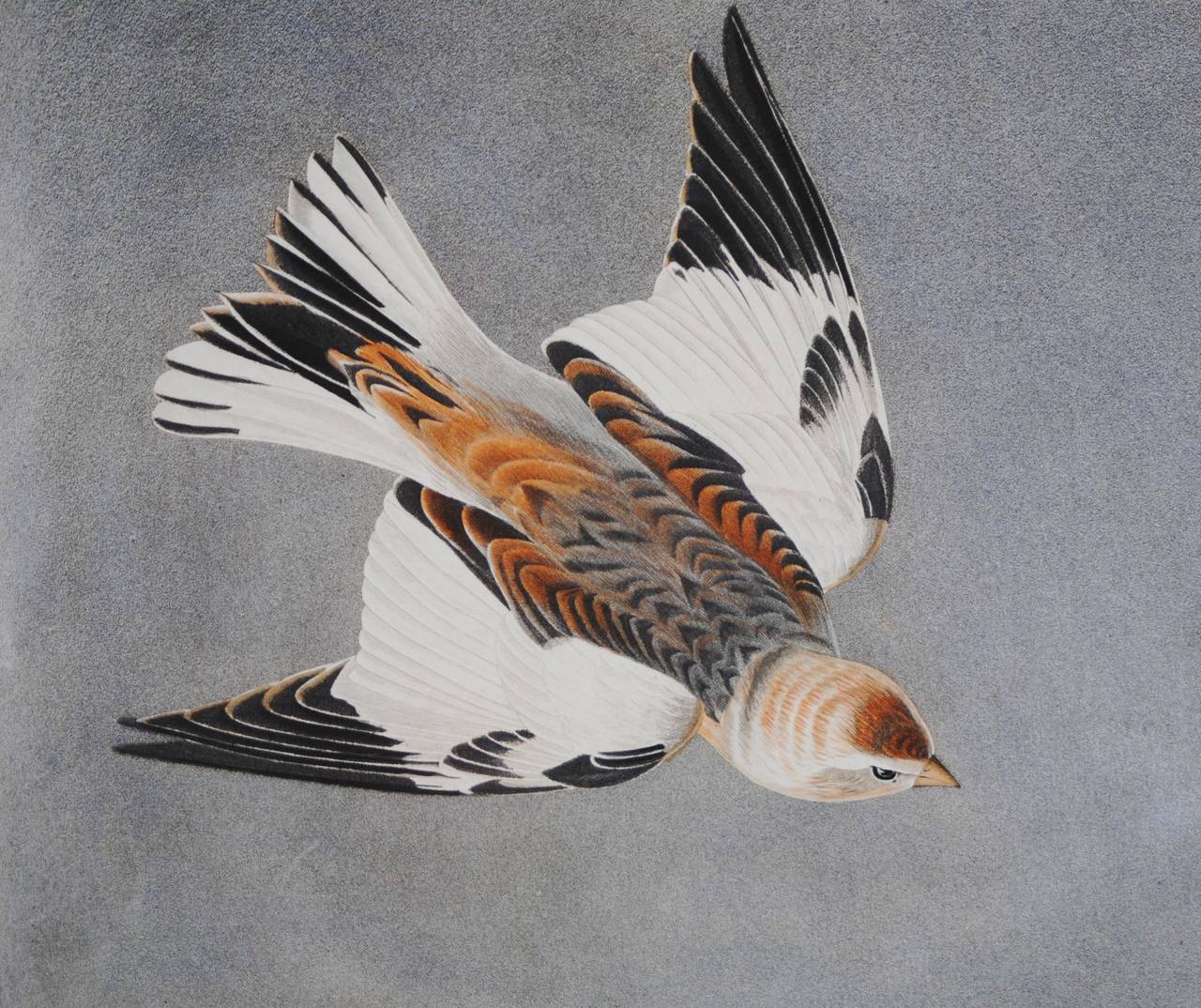 An original hand colored aquatint by American artist John James AUDUBON (1785-1851) titled "Snow Bunting" from Audubon's famous "Birds of America" (1826-1838. "Snow Bunting" engraved by Robert Havell in 1834 on double