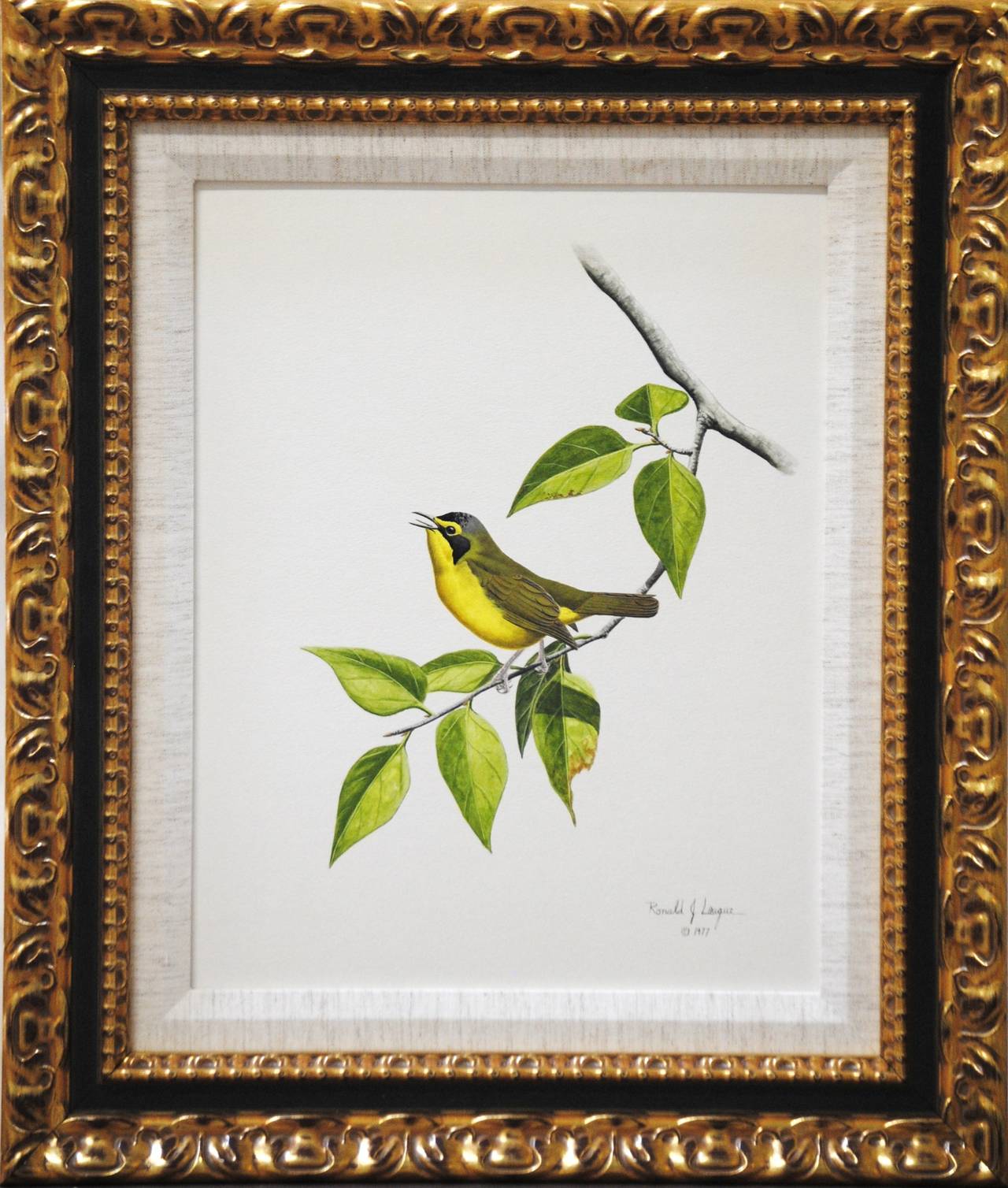 Kentucky Warbler