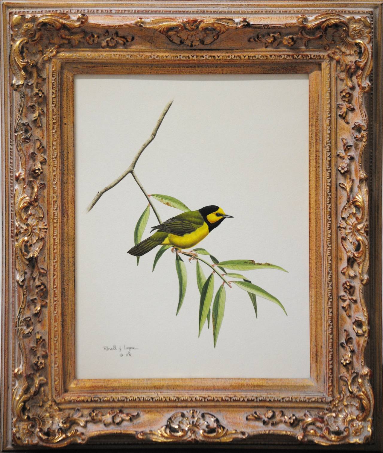 Hooded Warbler