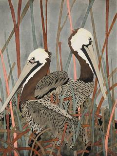 Brown Pelicans 10
