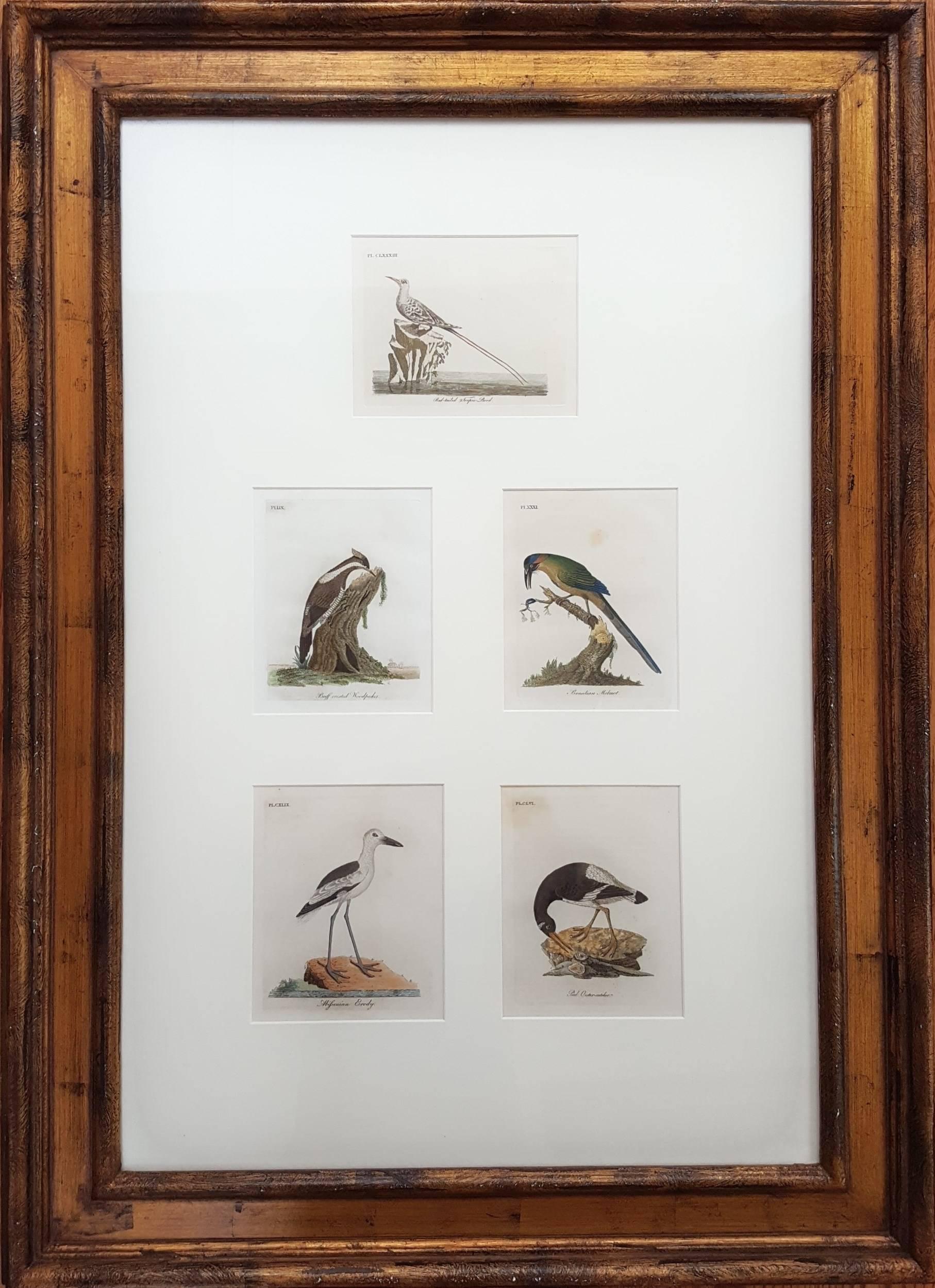 General History of Birds - Print by John Latham