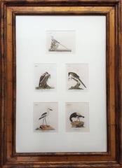 General History of Birds