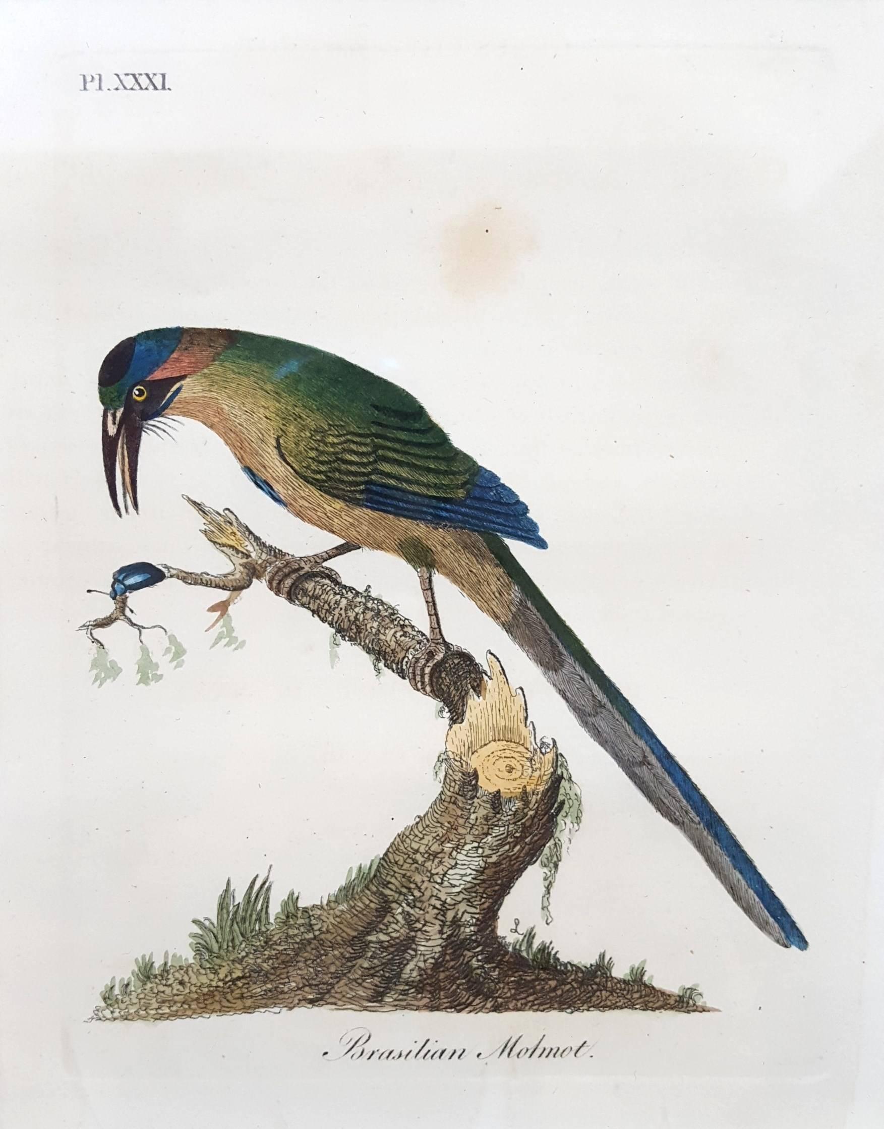 General History of Birds - Victorian Print by John Latham