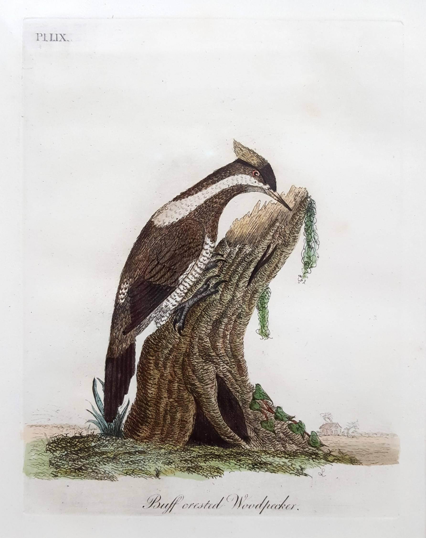 General History of Birds - Gray Animal Print by John Latham