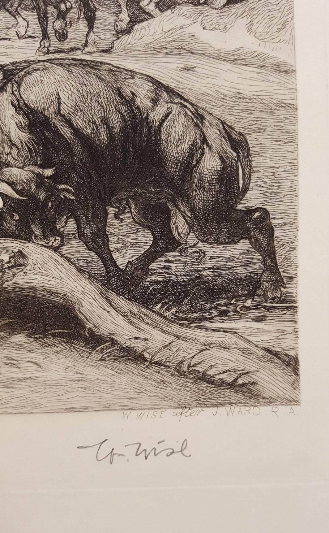 Bulls Fighting /// Antique Victorian Animal Landscape Etching Landscape Horse - Gray Animal Print by James Ward