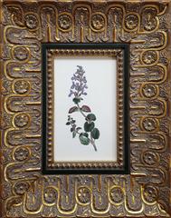 Nepeta Racemosa (Catmint)