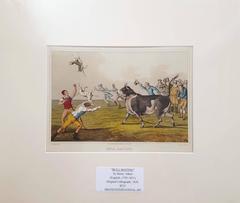 Bull Baiting