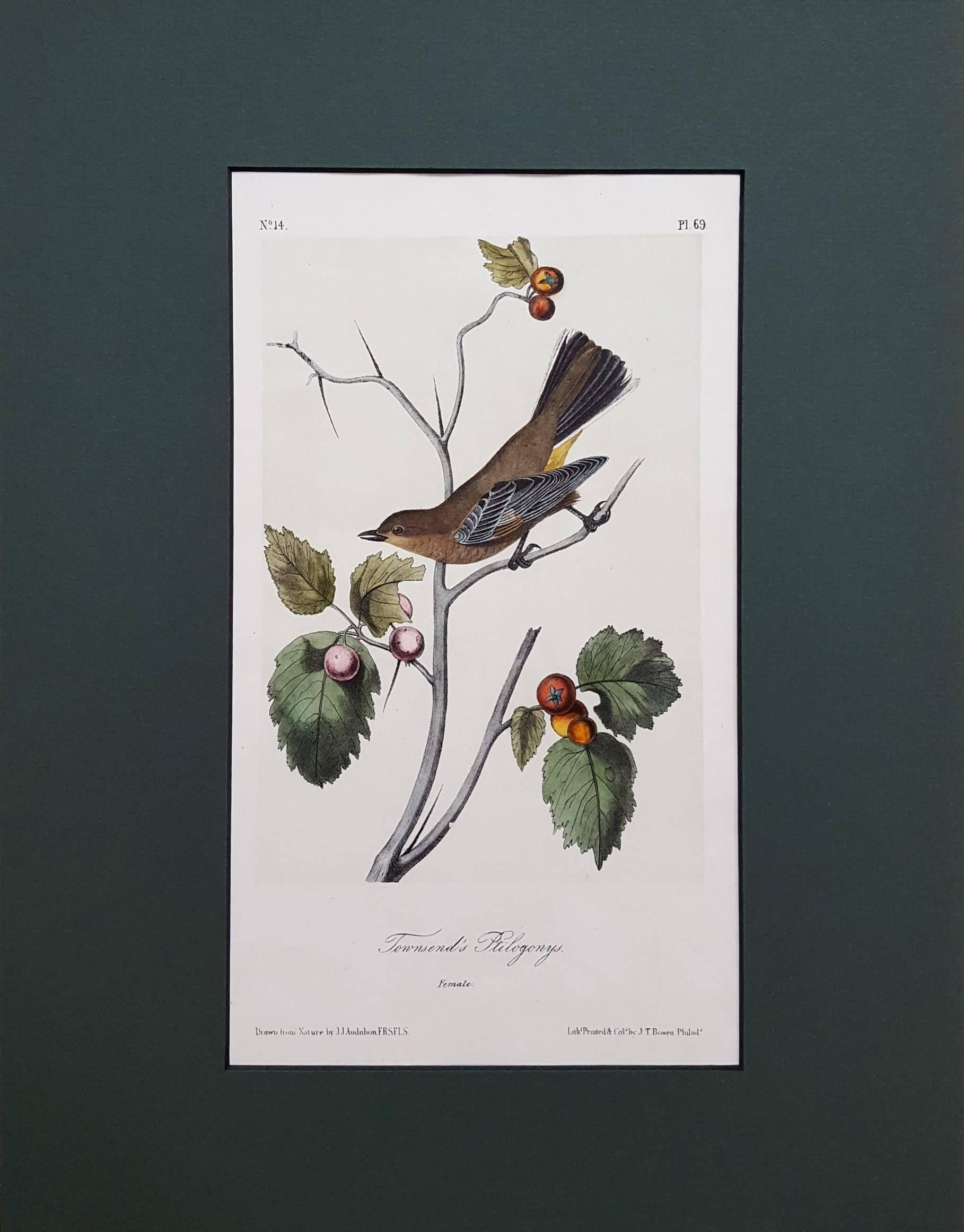Townsend's Ptilogonys (Female) - Print by John James Audubon