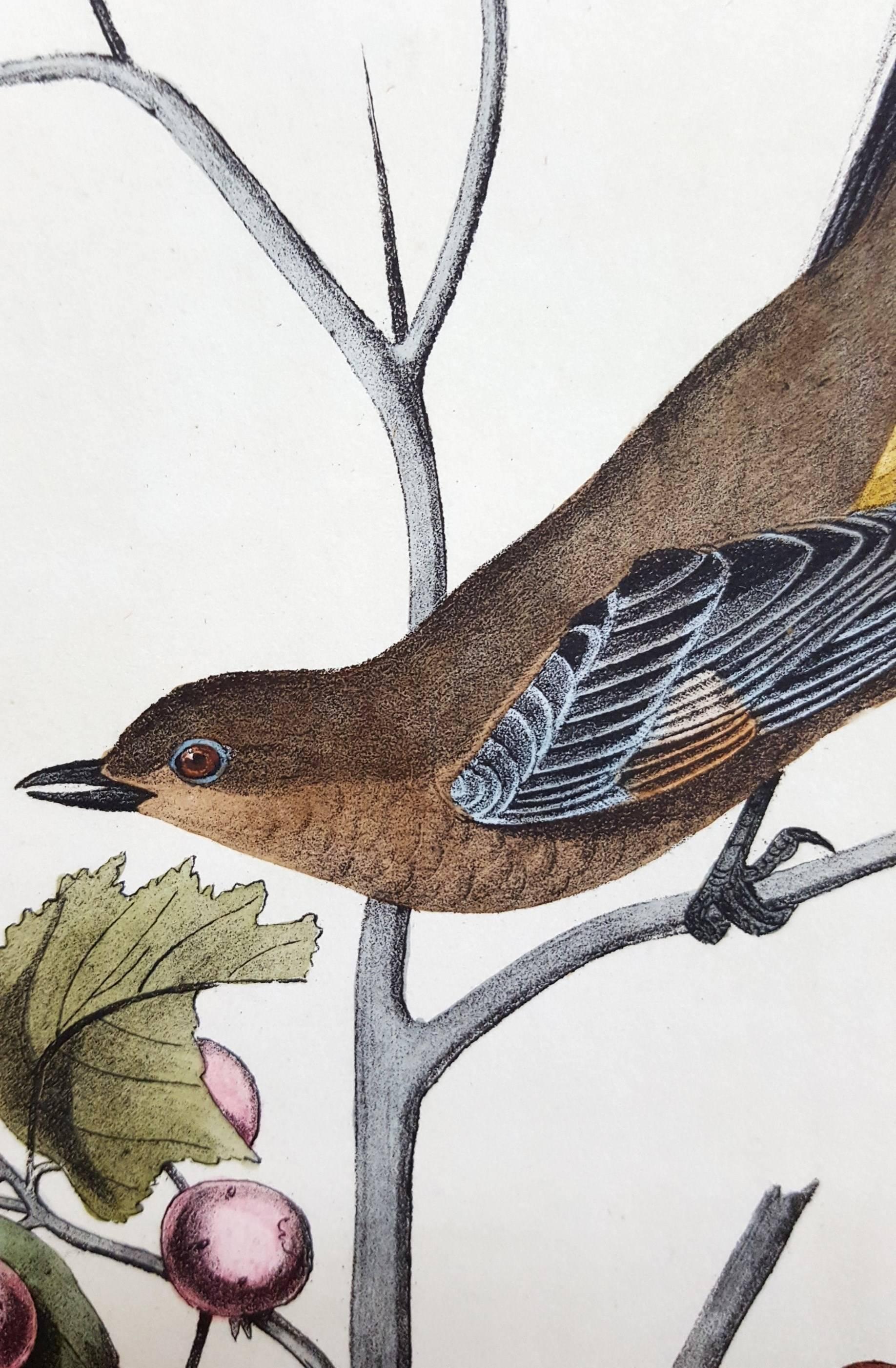 Townsend's Ptilogonys (Female) - Victorian Print by John James Audubon