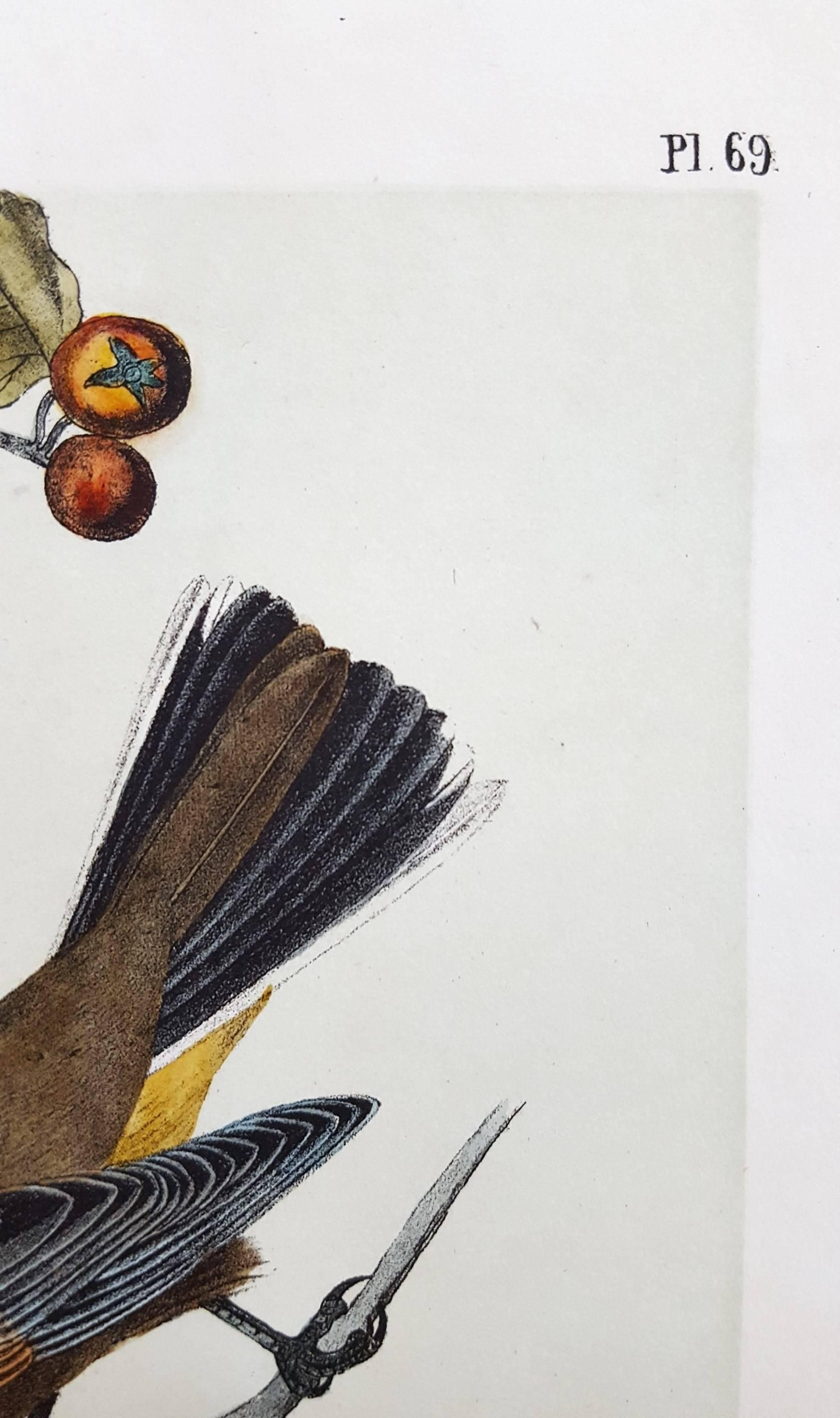 Townsend's Ptilogonys (Female) - Gray Animal Print by John James Audubon