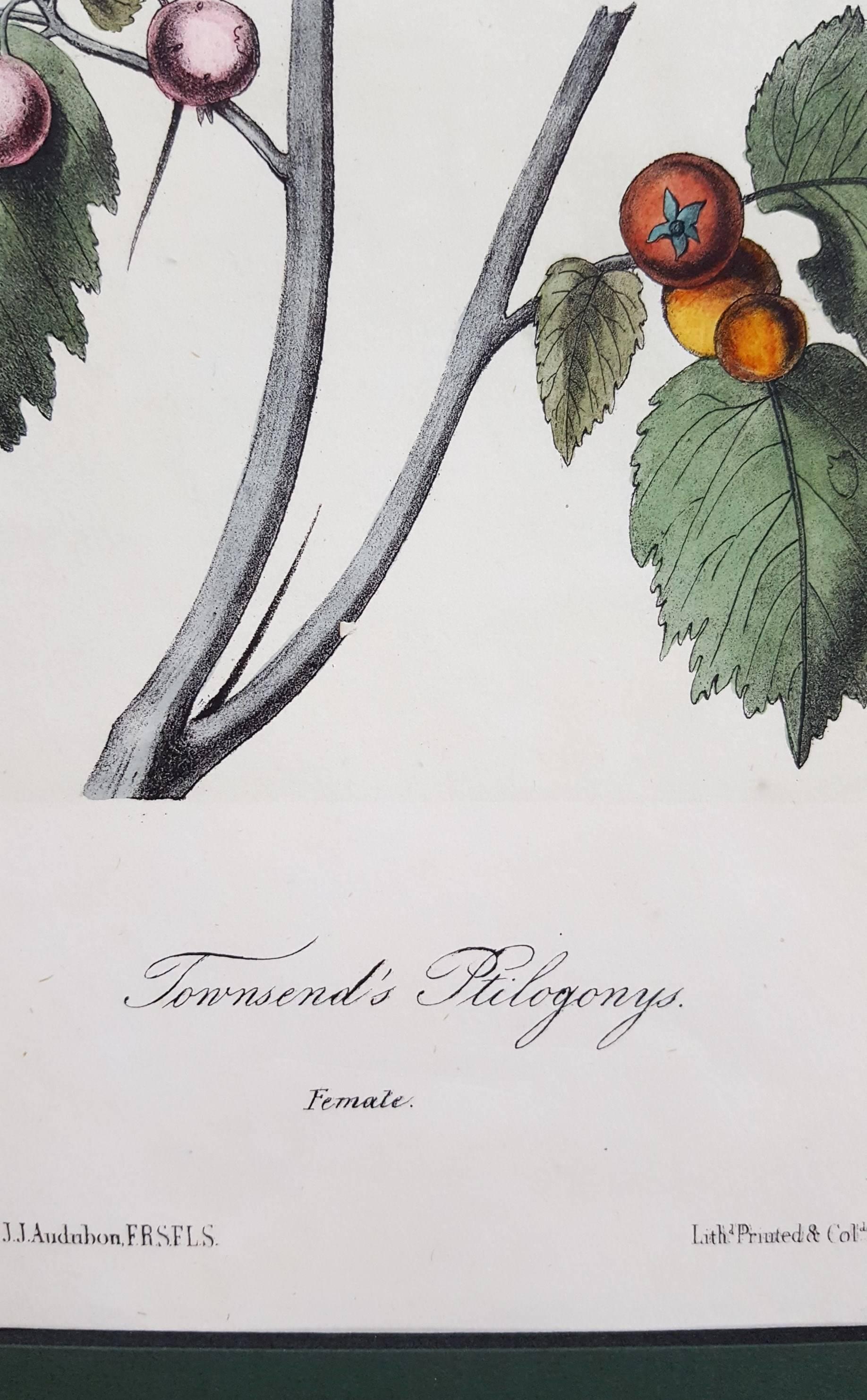 Townsend's Ptilogonys (Female) 3